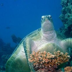 Red Sea